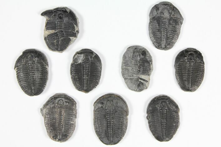 Lot: to Elrathia Trilobite Fossils - Pieces #92127